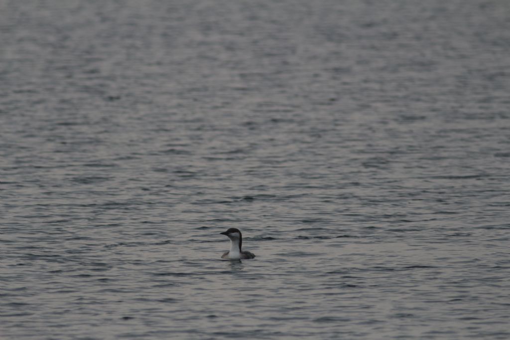 Strolaga mezzana (Gavia arctica)